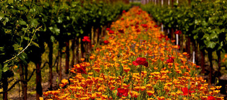 Poppies used as cover crops - An Initiative by Sonoma County Winegrowers