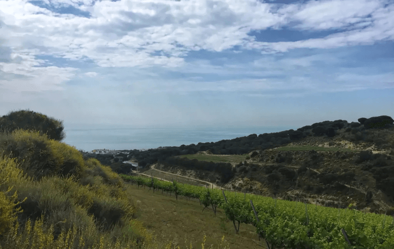 Catalonie Vineyard