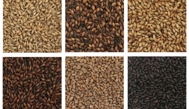 Various types of malts used in brewing
