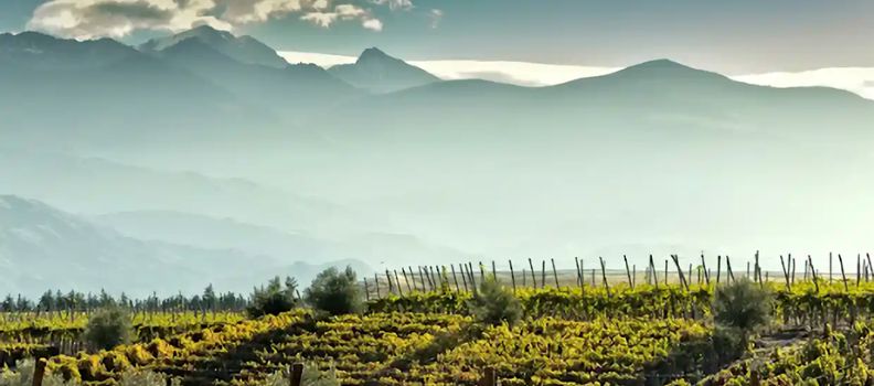 A vineyard at foot of the Andes in Mendoza, Argentina