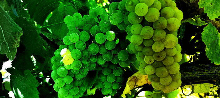 Moldova Asconi Winery