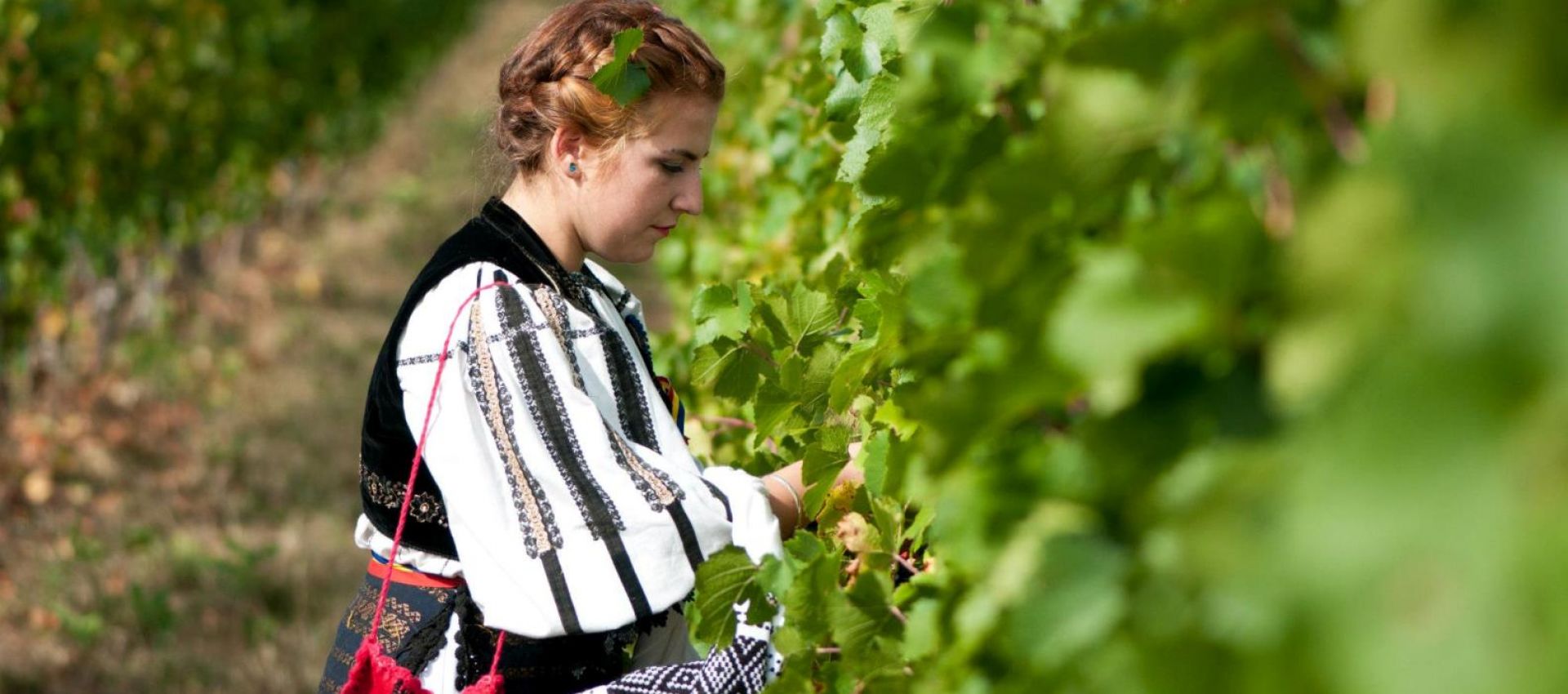 Photo for: Jidvei - The Largest Wine Producer in Romania