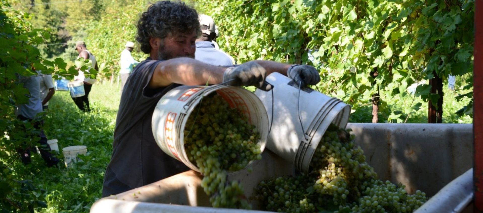 Photo for: Catena Imports: Wine Importers of New York