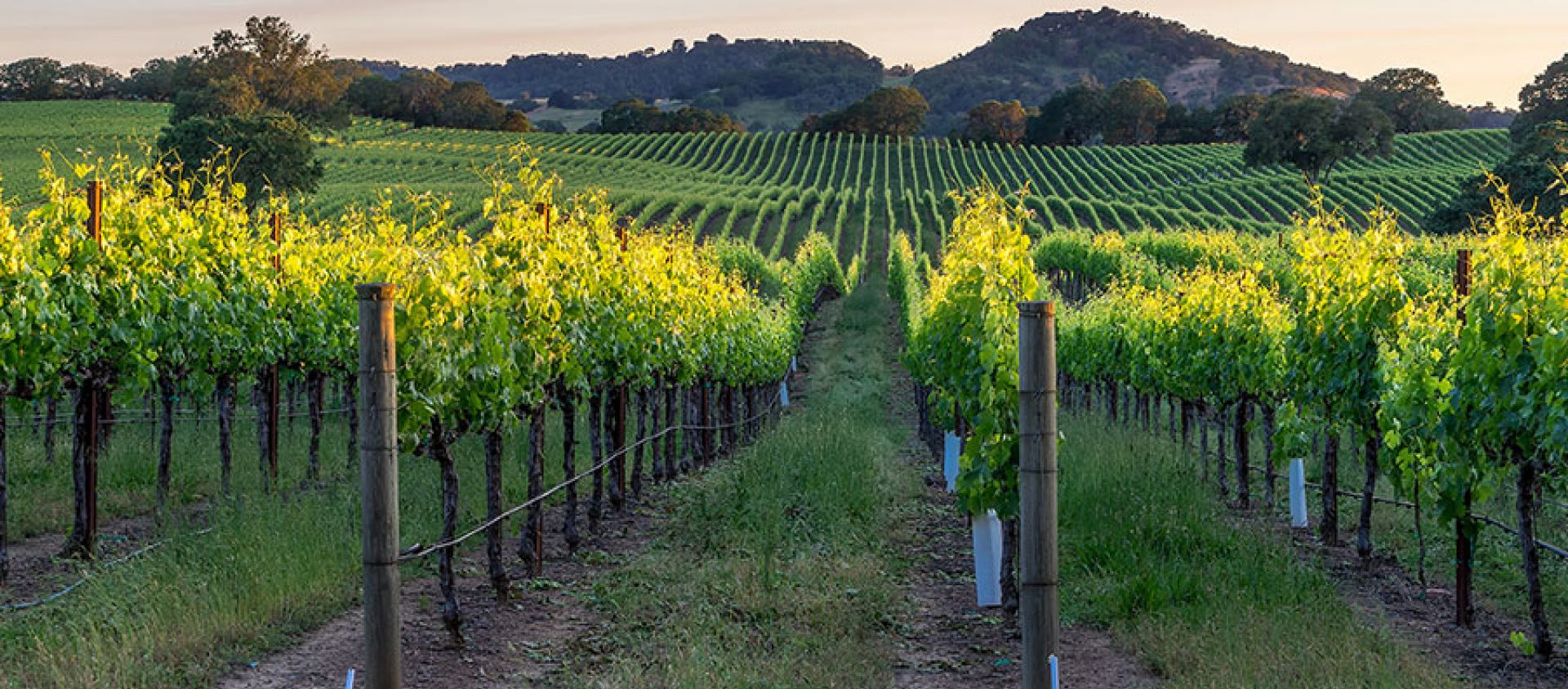 Photo for: Sustainability In The Wine Trade