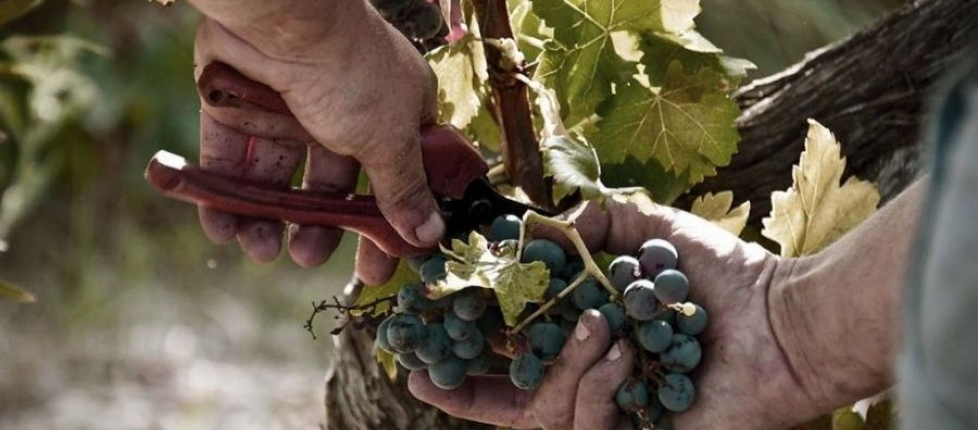 Photo for: Explore The Journey of Bovin Winery With Us