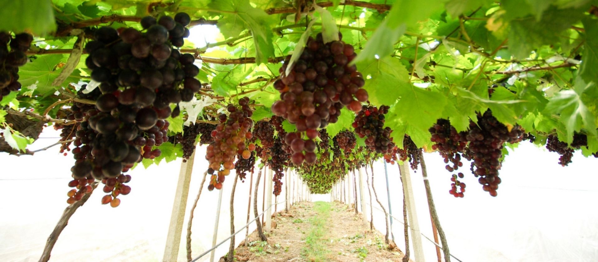 Photo for: Bodegas Gordonzello Winery from Spain