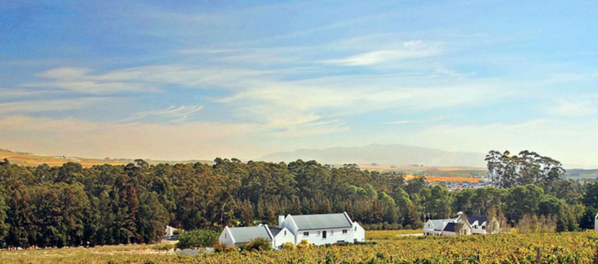 Pinotage Culture Embodied at Diemersfontein Wine and Country Estate