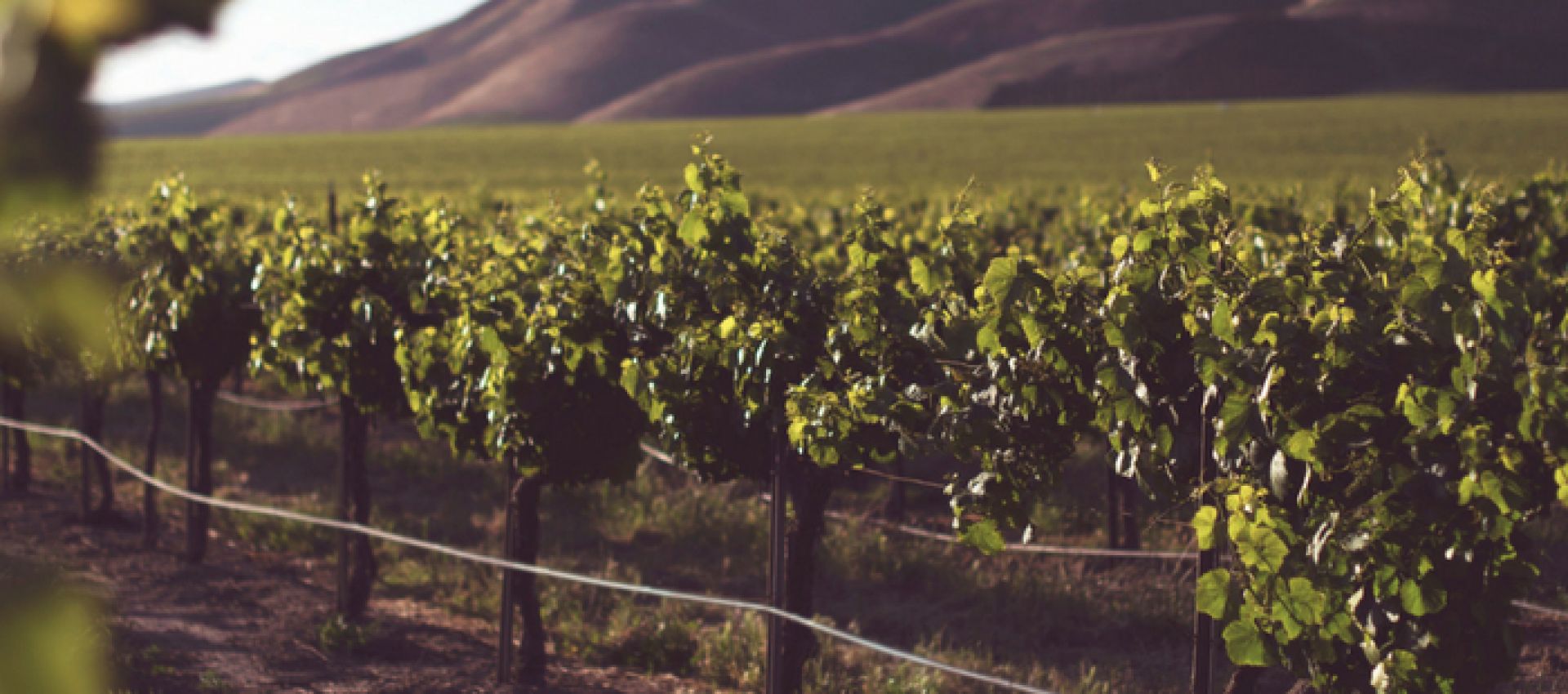 Photo for: Wineries of California You Must Visit