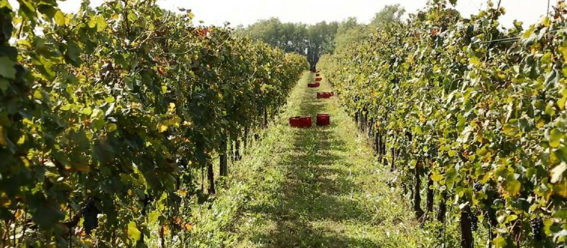Photo for: Vigne Del Malina – Excellent Friulian wines