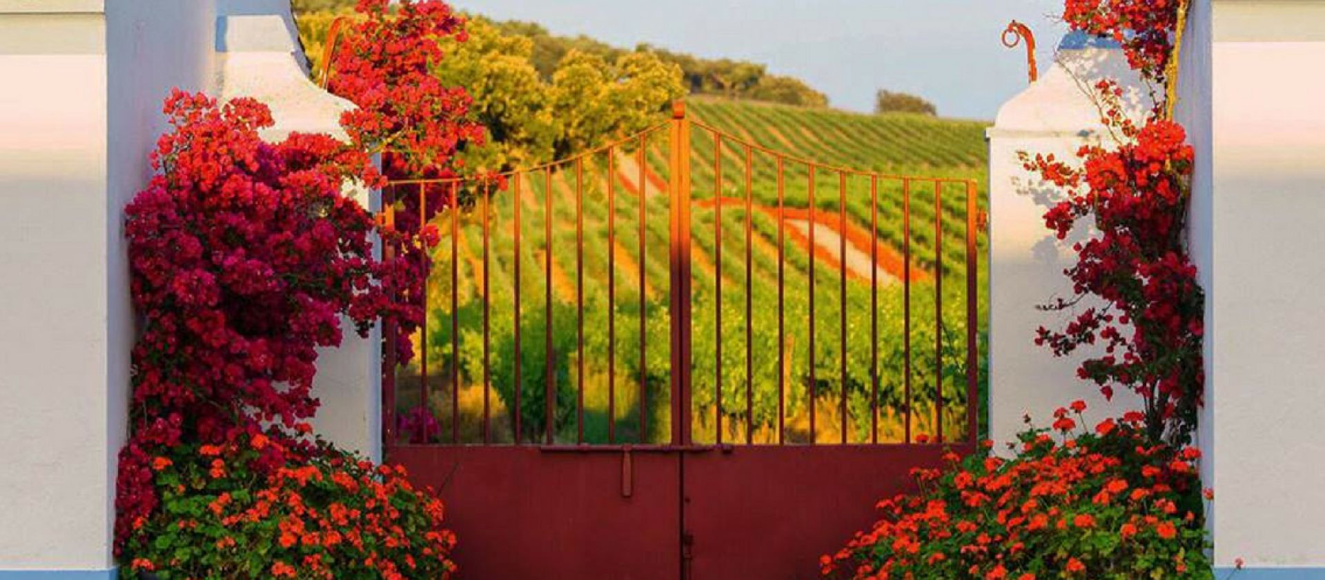 Photo for: Reynolds Wine Growers Since 1850