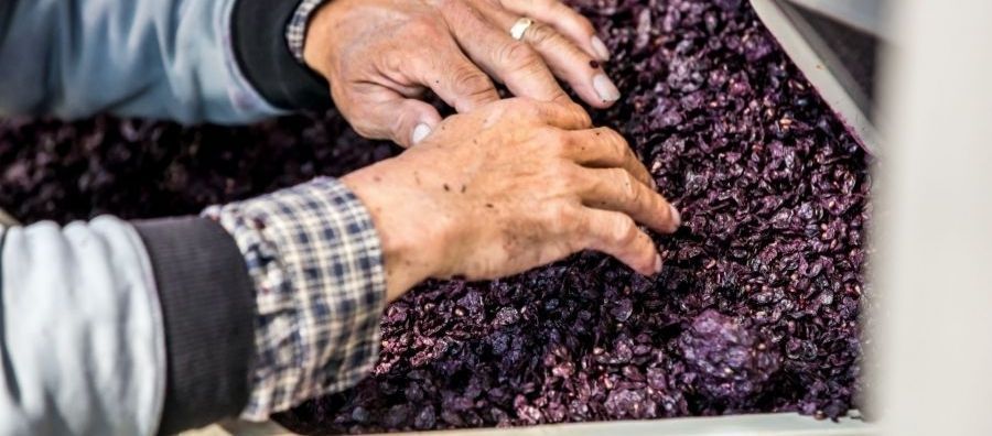 Photo for: Journey of Don Tony Perez Wines