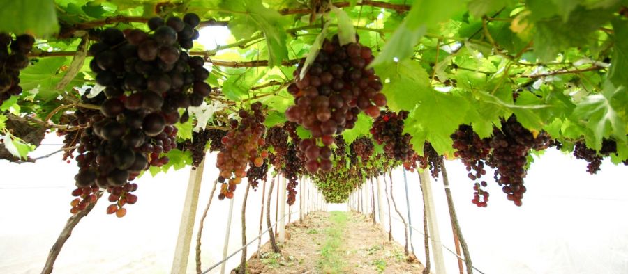 Photo for: Bodegas Gordonzello Winery from Spain