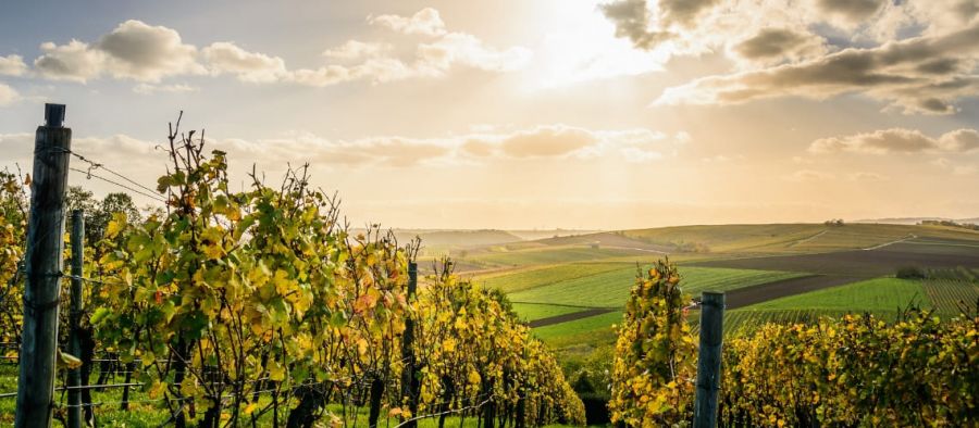 Photo for: South Africa Exposed: Exploring the Wines of the Breedekloof Valley