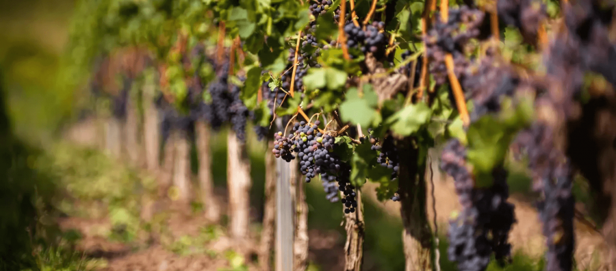 Photo for: Catalonia’s Wine Regions with Lucas Payà: Tradition, Innovation & Global Influence