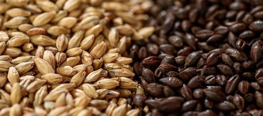 Photo for: Malt - Beer’s Main Ingredient and Its Different Types 