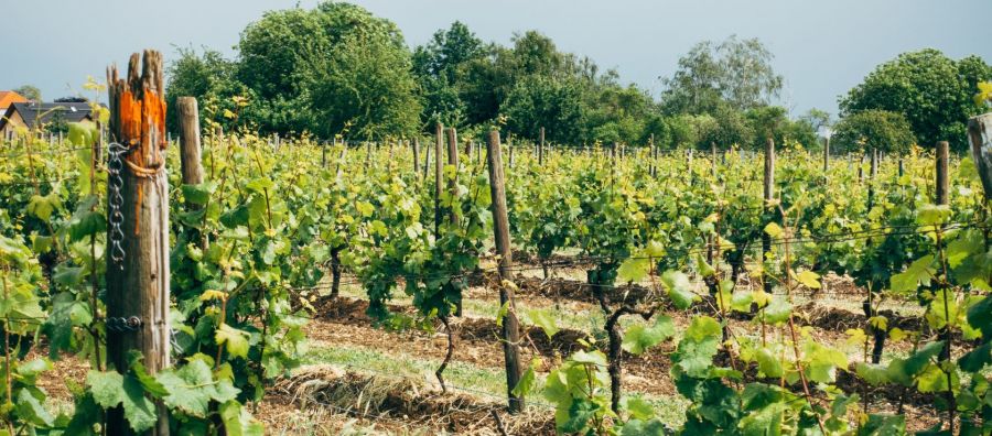 Photo for: Sustainable Chardonnay