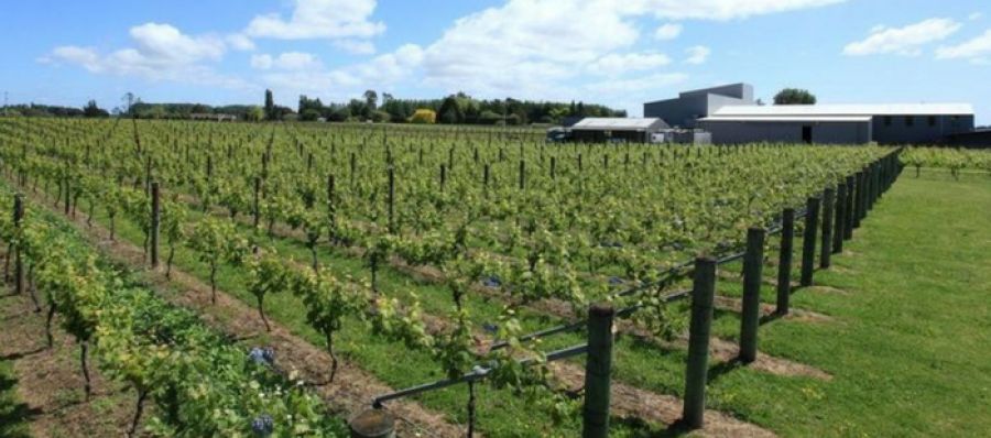 Photo for: Revealing the Secret of Mystery Creek Wines